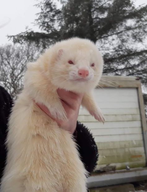 An albino ferret being held infront of an old cargo container. A pine tree in the background and snowflakes falling from the sky. White Ferret Aesthetic, Albino Otter, Ferret Oc, Ferret White, Albino Oc, Angora Ferret, Albino Rat, Albino Ferret, Blonde Ferret