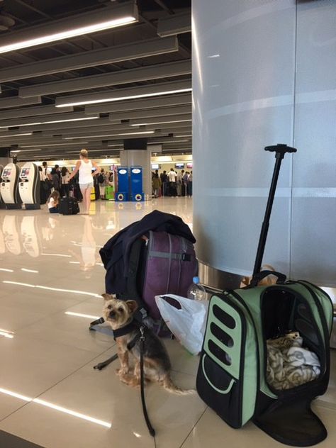 Survive Long Travel Days: 10 Healthy Tips Dog Travel Essentials, Visual Manifestation, Pets Aesthetic, Comfortable Travel Outfit, Travel Dog, 10 Essentials, Rat Tail, Healthy Travel, Right Or Wrong