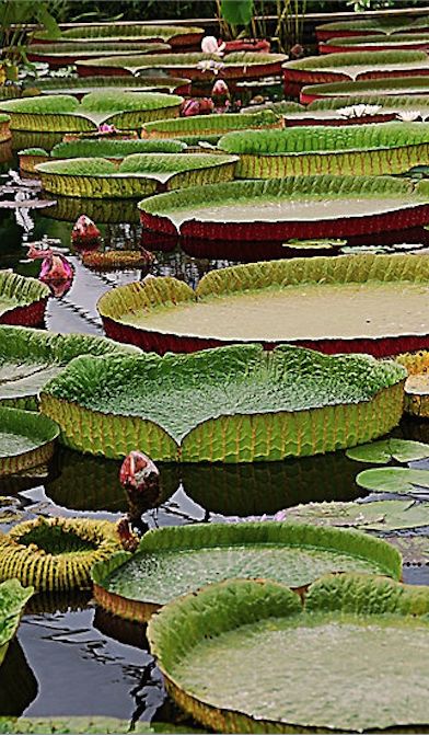 Water Lily Pond, Water Lilly, All Things Beautiful, Pond Plants, Lily Pond, Daylilies, Water Lily, Water Plants, Water Lilies