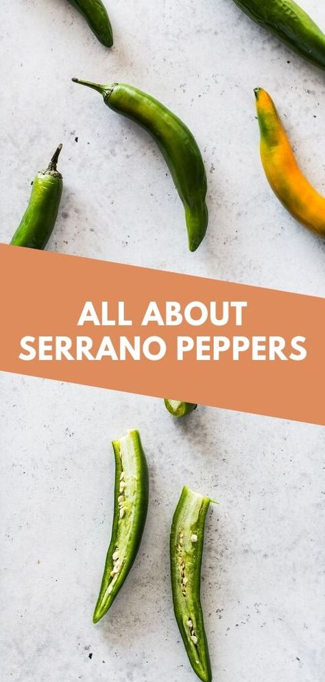 Serrano peppers are chili peppers with big flavor that are very popular in Mexican cuisine. Try serranos if you're looking for something spicier than a jalapeno! Learn more about them here and get our favorite recipes to use them in, too! #chilipeppers #mexican #serrano Serrano Peppers Preserving, Recipes For Serrano Peppers, Uses For Serrano Peppers, How To Use Serrano Peppers, Drying Serrano Peppers, Freezing Serrano Peppers, Preserving Serrano Peppers, Roasted Serrano Pepper Recipes, Stuffed Serrano Peppers