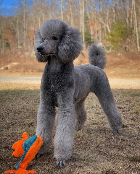 Medium Poodle Haircut, Poodle Winter Haircut, Standard Poodle Short Haircut, Silver Standard Poodle, Standard Poodle Haircut Styles Short, Poodle Cuts Pet Grooming, Poodle Summer Cut, Short Poodle Haircut, Miniature Poodle Haircut Styles