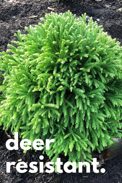 Deer tend to avoid this easy-care, tidy shrub - Dwarf Japanese Cedar (Cryptomeria japonica 'Globosa Nana'). Learn more about growing this versatile evergreen in your garden, and why this shrub is so easy to care for. Globosa Nana Cryptomeria, Evergreen Shrubs In Front Of House Ideas, Evergreen And Perennial Garden, Steeds Holly Landscaping, Small Evergreen Shrubs In Front Of House, Evergreen Shrubs In Front Of House, Japanese Shrubs, Berm Landscape, Lakehouse Exteriors