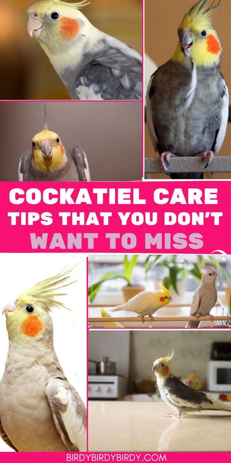 Cockatiel Care Tips That You Don’t Want to Miss Cockatiel Care, Cockatiel Toys, Cockatiel Cage, Cockatiel Bird, Taking Care Of Baby, Bird Care, The Cage, Baby Bird, Bird Toys