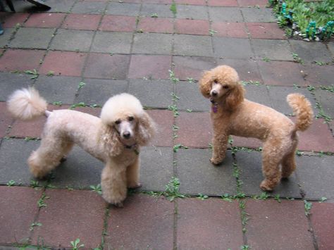 Poodle Tail, Toy Poodle Size, Cream Poodle, Giant Poodle, Shih Tzu Poodle Mix, White Toy Poodle, Tiny Toy Poodle, Shih Tzu Poodle, Poodle Mix Dogs