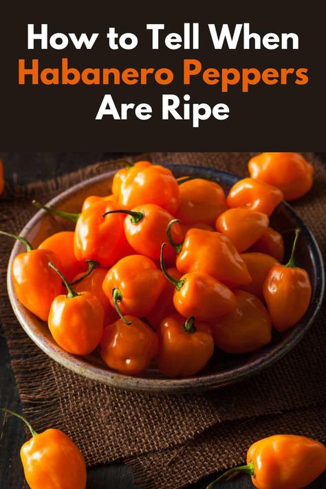 How to Tell When Habanero Peppers Are Ripe - Habanero peppers are a favorite among chili enthusiasts for their fiery heat and unique flavor. Whether you're growing these spicy gems in your garden or picking them up at the local market, knowing the signs and techniques for determining ripeness is crucial for getting the best flavor and heat. In this comprehensive guide, we'll walk you through how to tell when habanero peppers are ripe. #habaneropeppers #habanero #chilipeppers via @healyeatsreal Candied Habanero Peppers, Real Posts, Mango Habanero Salsa, Primal Living, Habanero Salsa, Diy Herbal Remedies, Habanero Hot Sauce, Breakfast Recipes Indian, Habanero Peppers