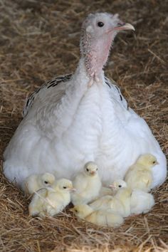 <3 Turkey Breeds, Raising Turkeys, Turkey Farm, Baby Turkey, Turkey Images, Wild Turkey, Chickens And Roosters, Barnyard Animals, Farms Living