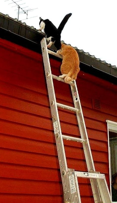 "Oh great. We have a leak. We have to get someone up here before it rains again." Flying Cat, Animal Antics, Tuxedo Cat, Cat Boarding, Orange Cat, Cats Meow, Crazy Cat Lady, Cat Photo, Crazy Cats