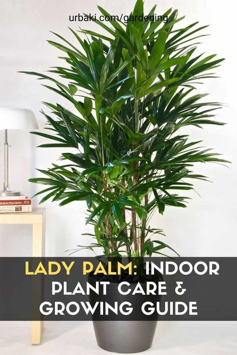 Lady Palm, Types Of Palm Plants, Lady Palm Indoor, Lady Palm Plant, Parlour Palm Care, Indoor Parlor Palm, Broadleaf Lady Palm, Rhapis Palm, Indoor Palm Plants