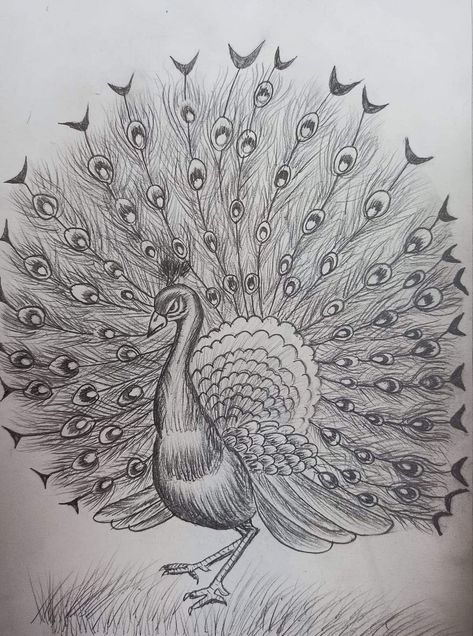 Drawing A Peacock, Peacock Sketch Pencil, Peacock Drawing Pencil, Merak Art, Sketch Of Peacock, Peacock Drawing With Colour, Peacock Sketch, Peacock Drawing, Pencil Drawings Of Flowers