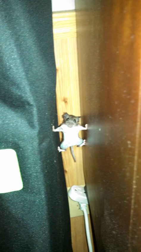 Nothing will stop this gal from Operation Cheese Drop. NOTHING. Funny Animal Jokes, Mission Impossible, 웃긴 사진, Funny Animal Memes, Animal Jokes, Funny Animal Pictures, Cute Little Animals, الرسومات اللطيفة, A Mouse