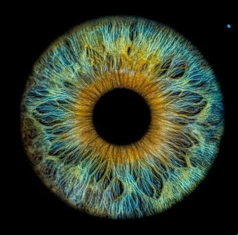 Iris Eye, Eyeball Art, Iris Art, Iris Painting, Eyes Artwork, Close Up Photo, Eye Painting, Eye Photography, Human Eye