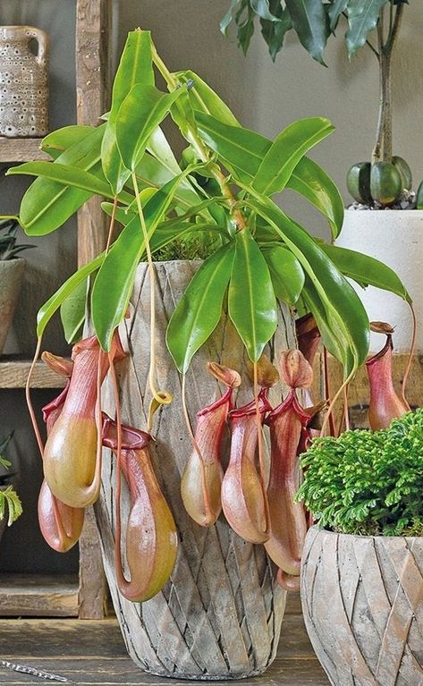 Sensitive Plant, Growing Greens, Pitcher Plant, Tropical Climate, Plant Identification, Money Trees, Plant Cuttings, Carnivorous Plants, House Plants Indoor