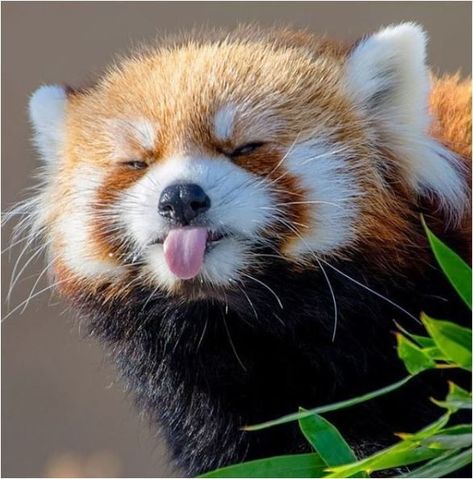 Pin on the fuzz Red Panda Cute, Red Panda Baby, Solo Pfp, Beautiful Cats Pictures, Panda Funny, Gorgeous Cats, Most Beautiful Cat Breeds, Baby Panda, Silly Animals