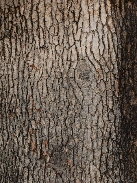 Tree Bark Texture Tree Bark Texture, Bark Texture, Wood Bark, Tree Textures, Texture Inspiration, Material Textures, Tree Bark, Organic Form, Natural Forms