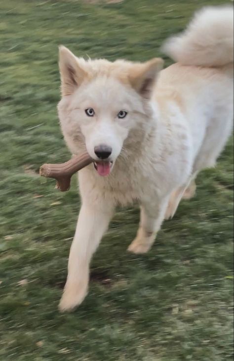 White Husky Aesthetic, Blonde Husky, Husky Mix Breeds, White And Brown Dog, Albino Dog, Golden Husky, White Husky Puppy, Husky White, White Husky Dog