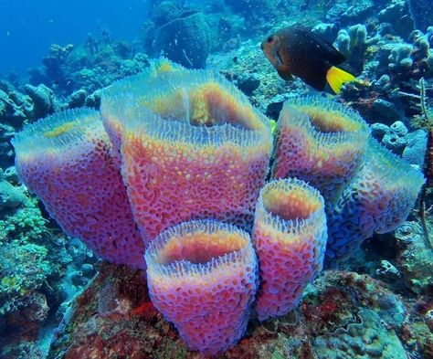 LegaSea Ecology on Instagram: "#marinemonday Sponges are aquatic, sessile (stationary) organisms that have been around for over 600 million years! Sponges are critical for maintaining healthy reef ecosystems; they filter water, collect bacteria and process carbon, nitrogen and phosphorous on oligotrophic (nutrient poor) reefs! Let’s give sponges a round of applause! 👏 Image description: A juvenile Yellowtail Damselfish (Microspathodon chrysurus) visits a beautiful Azure Vase Sponge (Cally Sponge Animal, Phylum Porifera, Sea Corals, Creepy Animals, Reef Fish, Water Creatures, Paper Art Design, Round Of Applause, Sea Sponge