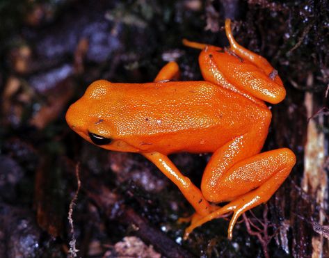 markscherz: “ Mantella aurantiaca, the golden mantella. One of Madagascar’s most toxic and most threatened frogs. Learn more about them on their TaxonFiles page! Photo by berniedup. ” Bearded Dragon Vivarium, Orange Frog, Golden Frog, Amazing Frog, Small Frog, Guinea Pig Toys, Guinea Pig Care, Reptile Enclosure, Extinct Animals