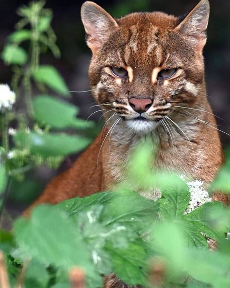 Asian Golden Cat, Therian Quadrobics, Golden Cat, Small Wild Cats, Wild Animals Pictures, Exotic Cats, Gorgeous Cats, Cat Pose, Pretty Animals