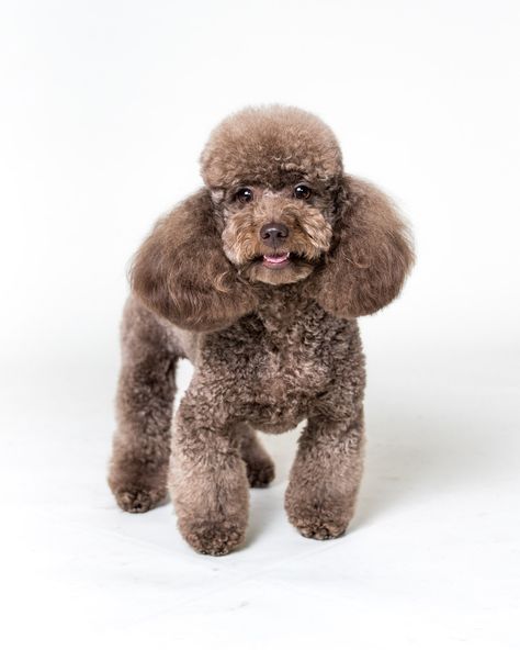 Chocolate Toy Poodle, Toy Poodle Photoshoot, Standard Poodle Photography, Brown Toy Poodle Aesthetic, Chocolate Poodle, Toy Poodle Red, Dog Modeling, Dog Photoshoot, Dog Photograph