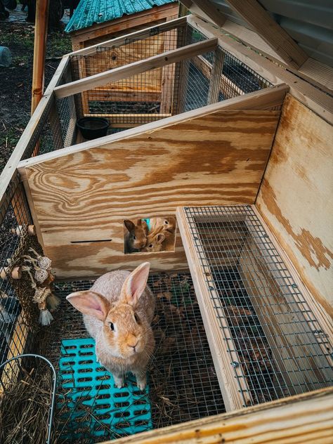 PLANS: The Best Rabbit Growout Hutch — Teal Stone Homestead Diy Hobby Farm Ideas, Bunny Coop, Rabbit Keeping, Bunny Sheds, Rabbit Cages Outdoor, Rabbit Supplies, Rabbit Hutch Plans, Raising Rabbits For Meat, Diy Rabbit Hutch