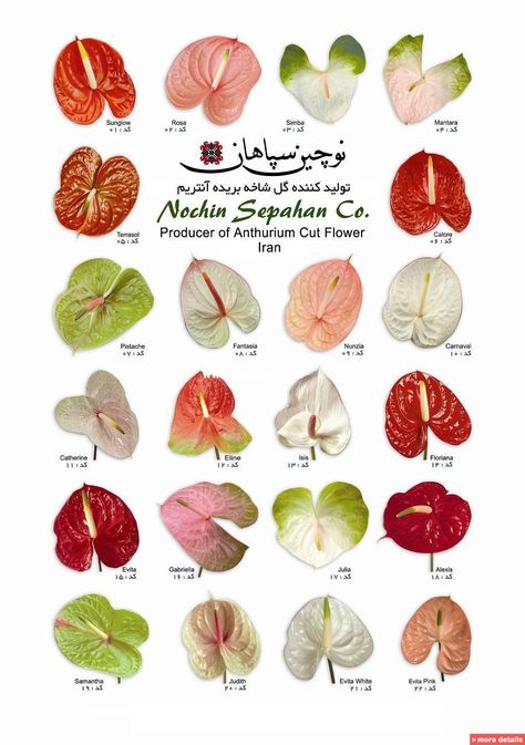 Anthuriums Simple Wedding Venues, Anthurium Bouquet, Flower List, Botanical Book, Anthurium Plant, Flower Chart, Anthurium Flower, Hannah Ferguson, Flamingo Flower