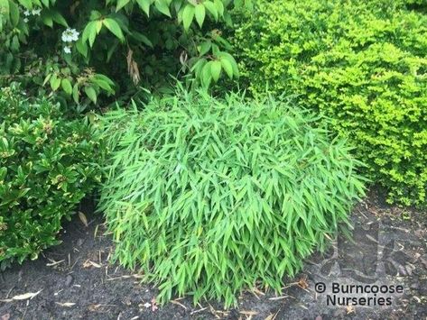 Bamboo Fargesia Murielae 'Luca' from Burncoose Nurseries Slope Planting, Nurseries, Planting, Herbs, Nursery, Google Search, Plants, Quick Saves