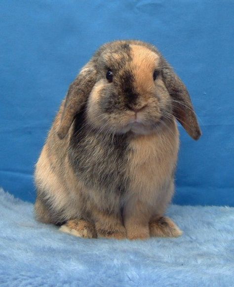 Harlequin Mini Lop Mini Lop Bunnies, Lop Bunnies, Holland Lop Bunnies, Pet Rabbit Care, Somebunny Loves You, Rabbit Breeds, Mini Lop, Fluffy Bunny