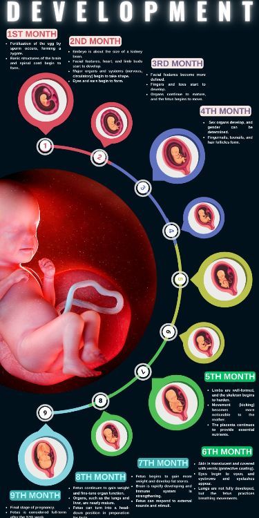 Prenatal Development Stages, Stages Of Birth, Baby Development Chart In Womb, Baby Stages Of Development, Baby Growth In Womb, Fetal Development Week By Week, Stages Of Fetal Development, Fetal Ultrasound, Baby Development In Womb