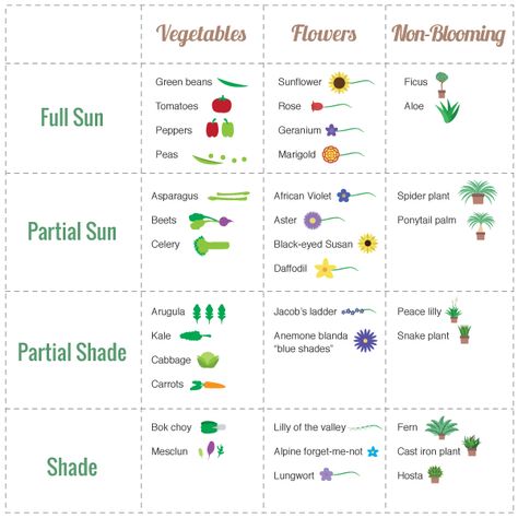 Sun chart for various vegetables Tattoo Plant, Garden Companion Planting, Vegetable Garden Planner, Garden Layout Vegetable, Vegetable Garden Planning, Vegetable Garden For Beginners, Vegetable Garden Diy, Garden Planner, Veg Garden