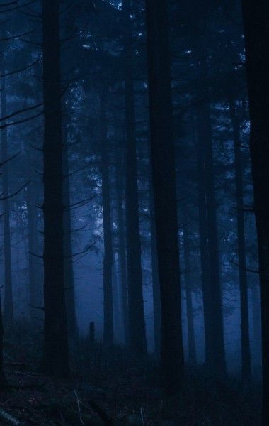 Maddy Core, Object Of Desire, Dark Naturalism, Blue Aesthetic Dark, Night Forest, Blue Forest, Night Landscape, Samos, Forest Wallpaper