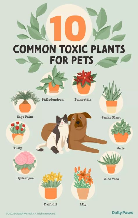 12 Pet-Friendly Plants That Are Safe for Cats Nontoxic Plants For Cats, Dog Conditioner, Cat Diet, Cat Health Care, Cat Nutrition, Dog Health Care, Pet Cleaning, Dog Nutrition, Pet Gear