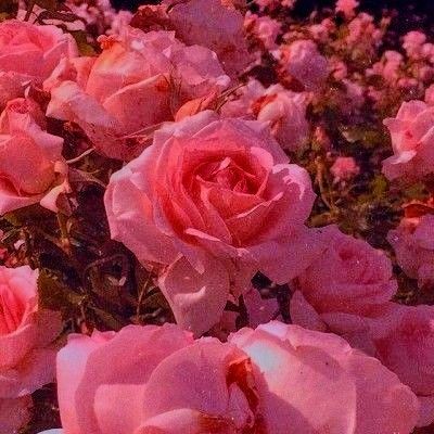 Pinky Red Aesthetic, Redish Pink Aesthetic, Pinkish Red Aesthetic, Pinkish Red, Aesthetic Colors, Red Aesthetic, Pink Aesthetic, Collage, Flowers