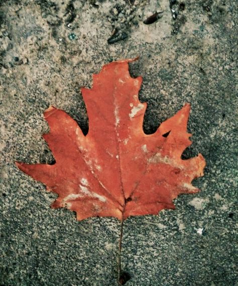 Chinar tree leaf Hoyt Arboretum, Leaf Photography, Moving To Seattle, St Louis Missouri, One Million, Tree Leaves, My Childhood, Warm Autumn, Flower Pictures