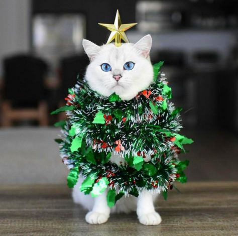 Christmas Cat Memes, Card Reference, Christmas Mini Shoot, Dog Christmas Photos, Christmas Pets, Reference Ideas, Cat Hug, Cute Cat Illustration, Cat Quotes Funny