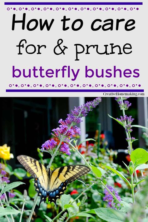 Easy Flowers To Grow Outdoors, Pruning Butterfly Bush, Easy Flowers To Grow, Butterfly Bush Care, Butterfly Bushes, Grow Butterflies, Butterfly Garden Plants, Butterfly Gardens, Flowers To Grow