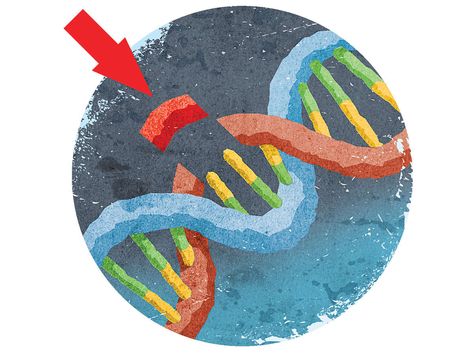 Big Idea: CRISPR Remakes The World | Popular Science - The gene-editing technique called CRISPR has the much-hyped potential to revolutionize medicine, deliver designer babies, and end global hunger. Developed from a mechanism found in bacteria, CRISPR allows scientists to cut-and-paste DNA with unprecedented precision. Dna Facts, Gene Editing, Human Embryo, Genetic Diseases, Red Blood Cells, Popular Science, Blood Cells, The Journal, Stem Cells