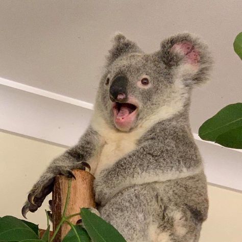 Koala Marsupial, Funny Koala, Cute Koala Bear, The Wombats, Australia Animals, Australian Wildlife, Summer Rose, Super Cute Animals, Australian Animals