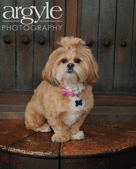 Sophia - lasa apso Lasa Apso Haircut, Lasa Apso, Adoptable Beagle, Teacup Chihuahua, Boxer Puppies, Lhasa Apso, Pugs Funny, Shih Tzu Dog, Lhasa