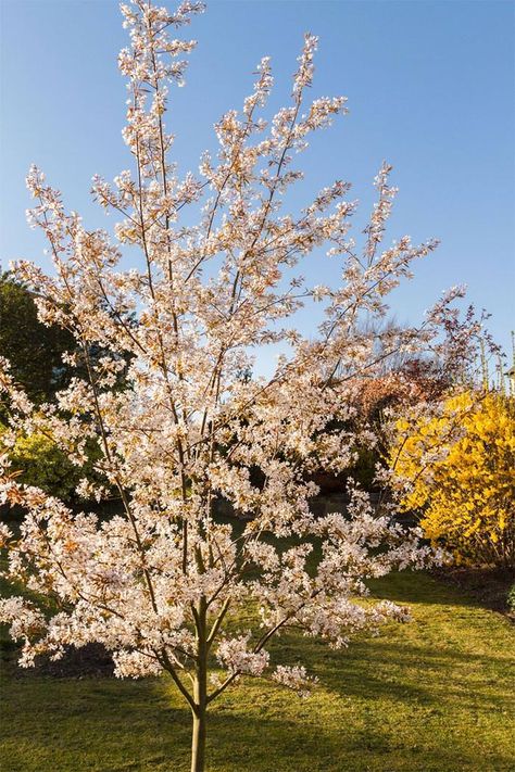 Amelanchier Trees for Sale UK - Small Ornamental Flowering Trees Small Garden Trees Uk, Tree Planting Ideas, Garden Design For Kids, Small Garden Uk, Small Garden Trees, Garden Shrubs Evergreen, Ornamental Pear Tree, Trees For Small Gardens, Small Ornamental Trees