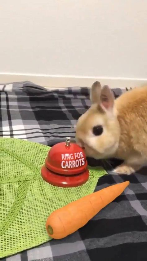 Bini the Bunny - Ring for carrots... Carrots