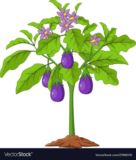 Eggplant Tree, Grasshopper Pictures, Seahorse Cartoon, Eggplant Plant, Eagle Cartoon, Pirate Cartoon, Instructional Materials, Cute Panda Cartoon, Plant Cartoon