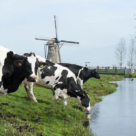 Black And White Cows, Dutch Treats, Dutch Farmhouse, White Cows, Dutch Village, Dutch Countryside, Windmill Water, Dutch Farms, Holland Country