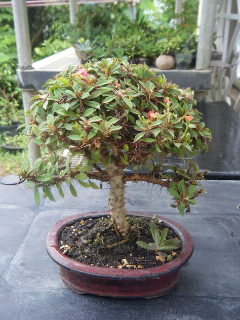 Crown of Thorns Bonsai Tree Types, Indoor Bonsai Tree, Succulent Bonsai, Succulent Garden Design, Mini Bonsai, Indoor Bonsai, Rose Varieties, Crassula Ovata, Succulents In Containers