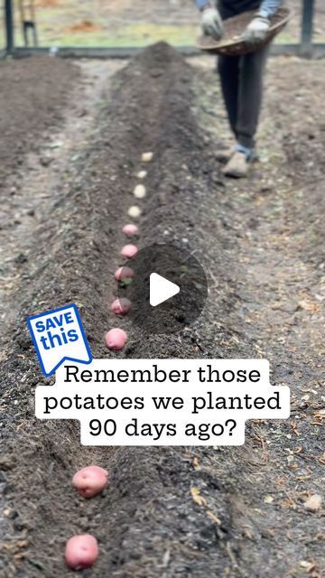 Niya Brown Mathews on Instagram: "📍Save this Post: Potatoe Update 🥔🥔 It’s so easy to grow potatoes. You can grow them in-ground or grow bags. We try to grow different varieties that can take anywhere from 60 to 120 days.  Comment “Potato” and I’ll send you a step-by-step guide on the basics to growing potatoes 👩🏾‍🌾💚Happy Gardening  . #gardentalk #gardentips #gardeningwithniya #organicgardening #twinoakfarms #urbangarden #CoachNiya #Communitygarden #potatoes" How To Grow Potatoes From Potatoes, Before I Let Go, Grow Potatoes In Container, Container Potatoes, Grow Potatoes, Growing Potatoes, Grow Bags, Vegetable Gardening, Community Gardening