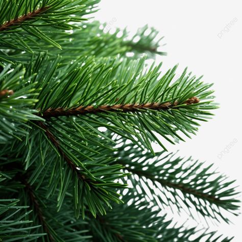 green branches of the christmas tree pine tree nature macro pine needles spruce fir tree png Nature Macro, Pine Leaf, Colour Analysis, Tree Png, Spruce Tree, Seasonal Color Analysis, Pine Branch, Fir Tree, Pine Needles