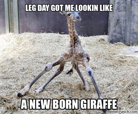 25 Hilarious After Leg Day Meme | SayingImages.com Giraffe Meme, Leg Day Memes, Leg Day Humor, After Leg Day, Fitness Memes, Kids Mood, Workout Memes, Gym Memes, After Workout