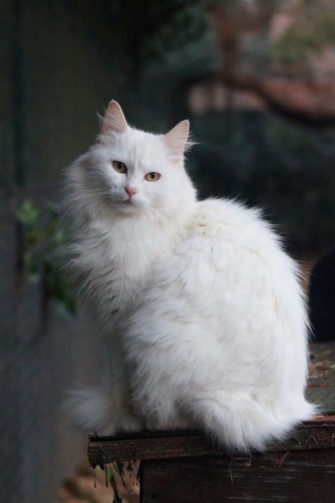 Angora Cat, Turkish Angora Cat, Angora Cats, Turkish Angora, Fitness Home, Cat Tattoos, Cat Anime, Cat Spray, House Cat