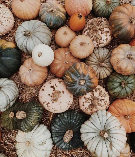 Nine Favorite Things. - Half Baked Harvest Hagrid Aesthetic, Pumpkins And Gourds, Rubeus Hagrid, Harry Pottah, Fall Inspo, Halloween Aesthetic, Fall Feels, Mini Pumpkins, Happy Fall Y'all