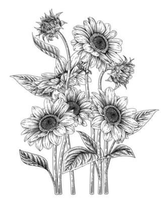 Sunflower Drawings, Sunflower Illustration, Flower Composition, Composition Drawing, Cross Tattoos For Women, Sunflower Drawing, Leaves Illustration, Sunflower Tattoos, Hand Drawn Illustration