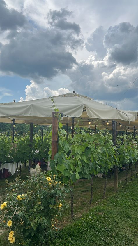 The many grapevines in the Chanti region of Tuscany. Decorated by romantic fairy lights and rose bushes. Chickens running around in the fields. Tuscan Recipes, Chianti Wine, Brunello Di Montalcino, Different Wines, Winery Tours, Montepulciano, Wine Enthusiast, Tuscany Italy, Future Life